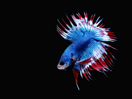 siames fighting fish.
crown tail  Betta.
betta splendens.の写真素材