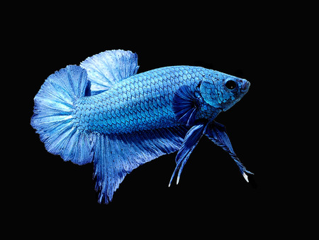 siames fighting fish.
Halfmoon Betta.
betta splendensの写真素材