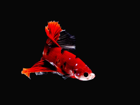 siames fighting fish.
Halfmoon Betta.
 betta splendens.の写真素材