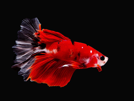siames fighting fish.
Halfmoon Betta.
 betta splendens.の写真素材