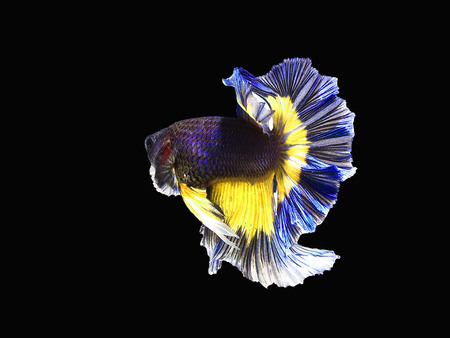 siames fighting fish.
Halfmoon  betta.
betta splendensの写真素材