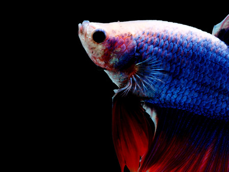 siames fighting fish.
Halfmoon  betta.
betta splendensの写真素材