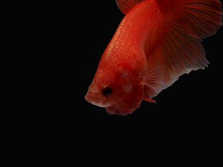 siames fighting fish.Halfmoon Betta.plakad