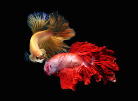 siames fighting fishの写真素材