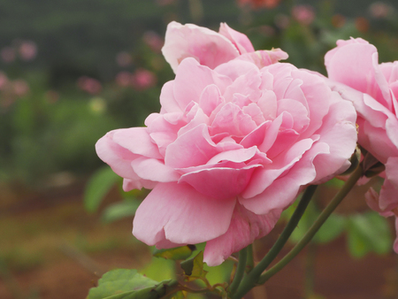 rose flower in green backgroundの写真素材