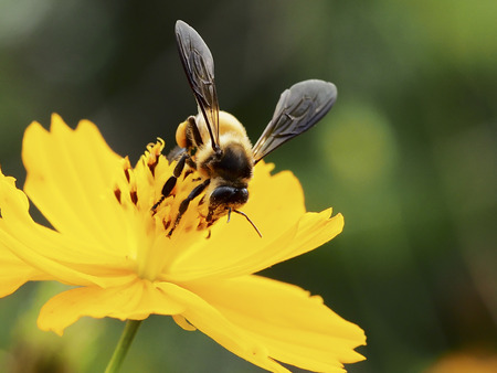 orange flower and bee.