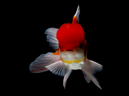 goldfish in isolatedの写真素材