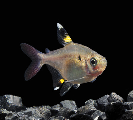 Light And Shadows.
Serpae tetra Fish.の写真素材
