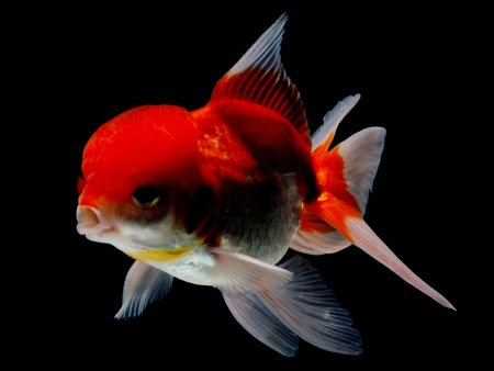 goldfish in isolatedの写真素材