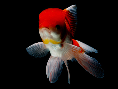 goldfish in isolatedの写真素材