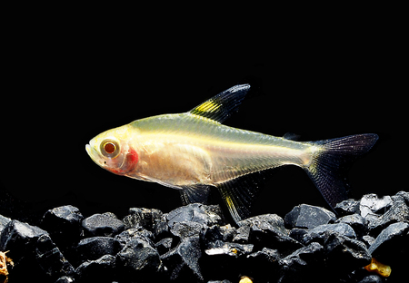 Light And Shadows.
Serpae tetra Fish.の写真素材