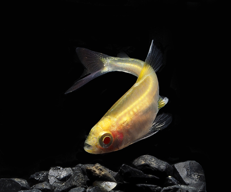 Light And Shadows.
Serpae tetra Fish.の写真素材