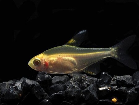 Light And Shadows.
Serpae tetra Fish.の写真素材