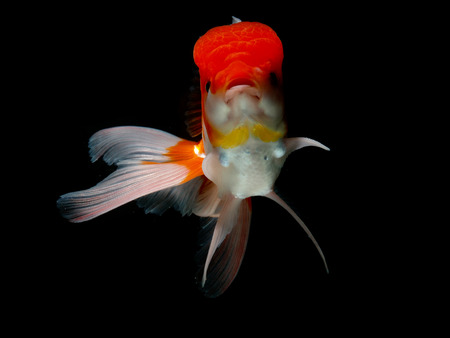 goldfish in isolatedの写真素材