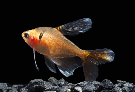 Light And Shadows.
Serpae tetra Fish.の写真素材
