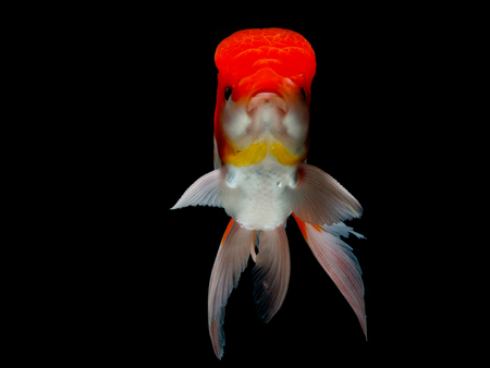 goldfish in isolatedの写真素材