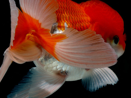goldfish in isolatedの写真素材