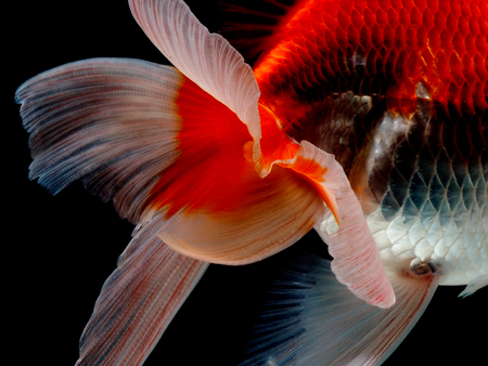 goldfish in isolatedの写真素材