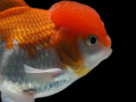 goldfish in isolatedの写真素材