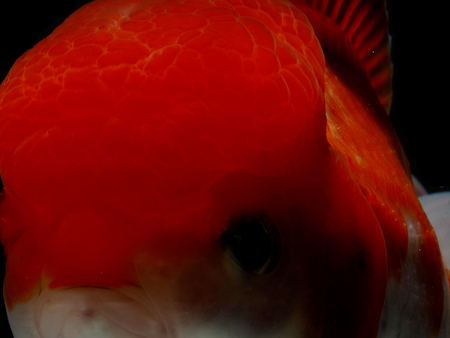 goldfish in isolated