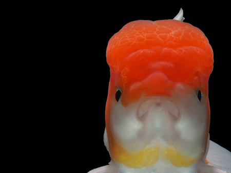 goldfish in isolatedの写真素材