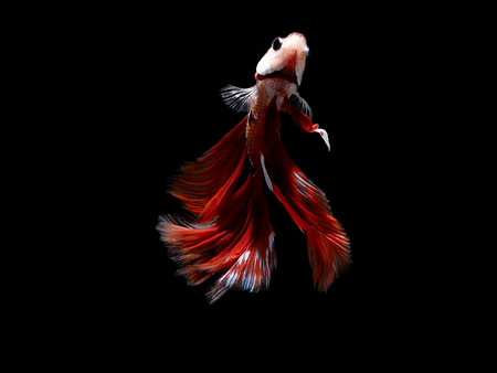 siames fighting fish , betta splendens fishの写真素材
