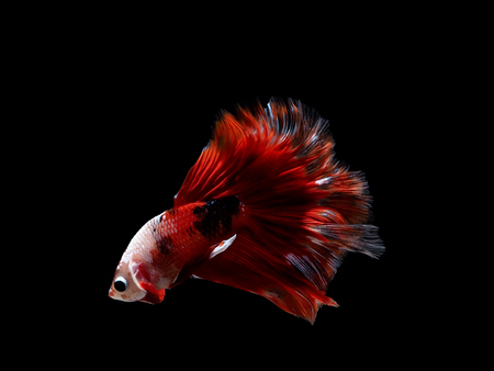 siames fighting fish , betta splendens fishの写真素材