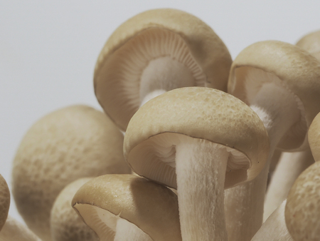 Brown Shimeji Mushroom.