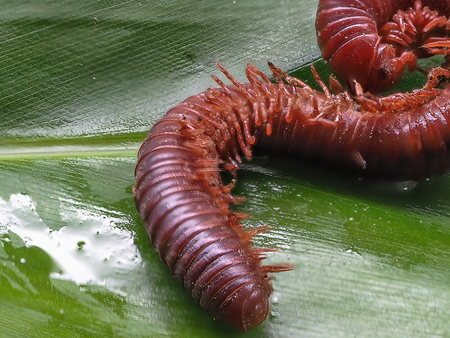 Millipedes are a group of arthropods that are characterised by having two pairs of jointed legs on most body segments; they are known scientifically as the class Diplopoda, the name being derived from this feature.の写真素材