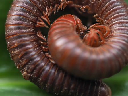 Millipedes are a group of arthropods that are characterised by having two pairs of jointed legs on most body segments; they are known scientifically as the class Diplopoda, the name being derived from this feature.の写真素材