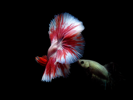 colors of siames fighting fish, betta splendensfish.の写真素材