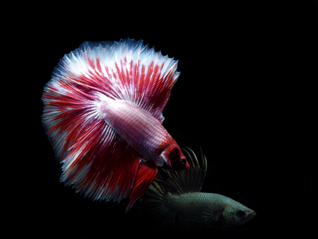 colors of siames fighting fish, betta splendensfish.の写真素材