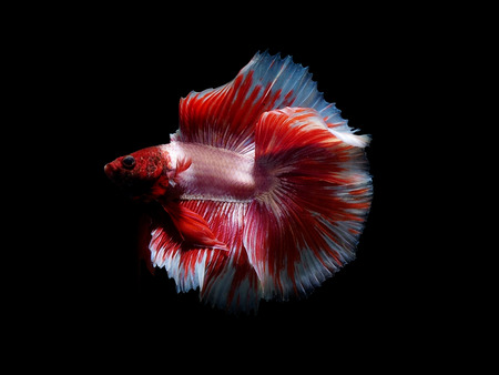 colors of siames fighting fish, betta splendensfish.の写真素材