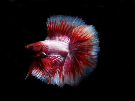 colors of siames fighting fish, betta splendensfish.の写真素材