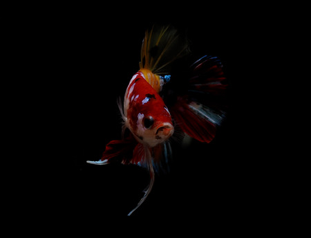 colors of siames fighting fish, betta splendensfish.の写真素材