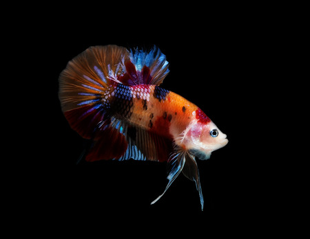 colors of siames fighting fish, betta splendensfish.の写真素材