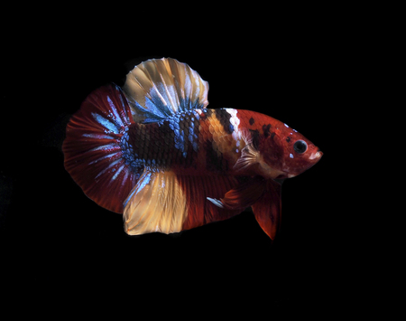 colors of siames fighting fish, betta splendensfish.の写真素材