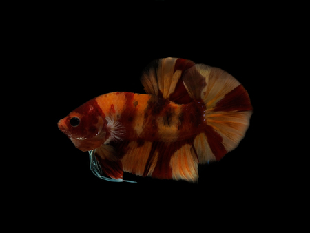 colors of siames fighting fish, betta splendensfish.の写真素材