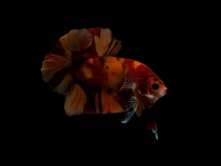 colors of siames fighting fish, betta splendensfish.の写真素材