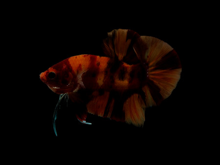 colors of siames fighting fish, betta splendensfish.の写真素材
