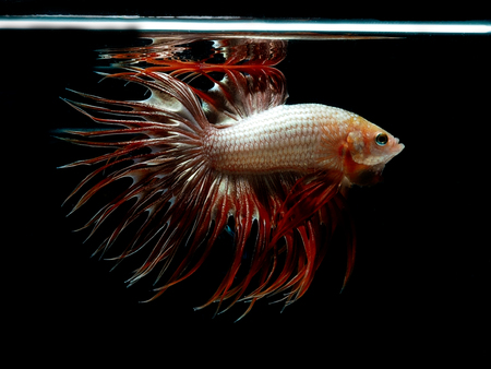 colors of siames fighting fish, betta splendensfish.の写真素材