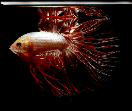 colors of siames fighting fish, betta splendensfish.の写真素材