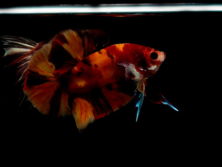 colors of siames fighting fish, betta splendensfish.の写真素材