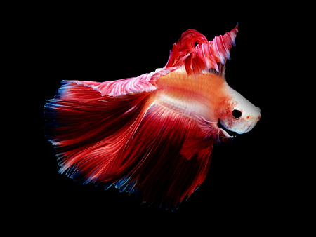 colors of siames fighting fish, betta splendensfish.の写真素材