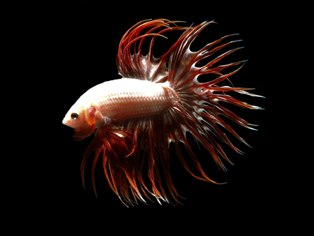 colors of siames fighting fish, betta splendensfish.の写真素材