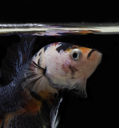 oil paint siames fighting fish.
Halfmoon Bet betta.
betta splendensの写真素材
