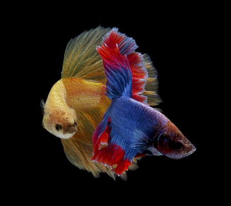 oil paint guppyの写真素材