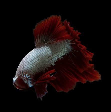 oil paint siames fighting fish.
Halfmoon  betta.
betta splendensの写真素材