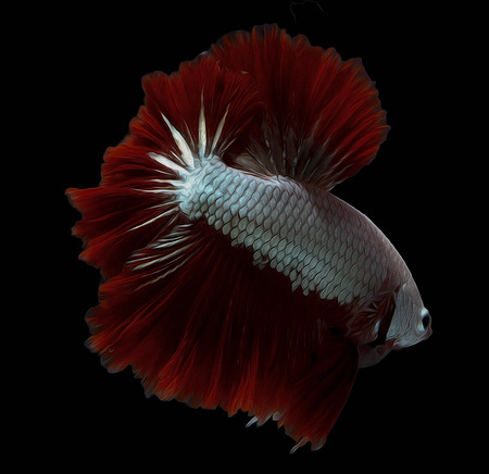 oil brush siames fighting fish.
Halfmoon  betta.
betta splendensの写真素材