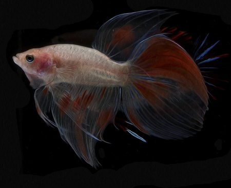 oil paint siames fighting fish.

betta splendensの写真素材